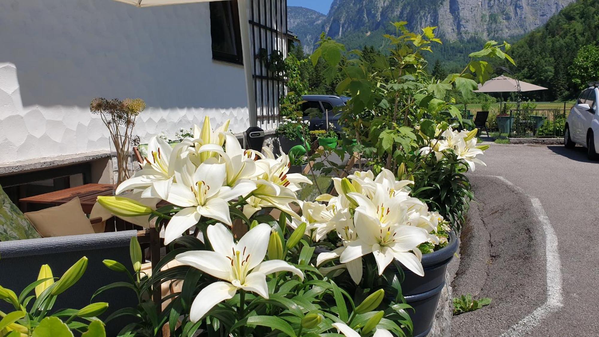 Апартаменты Haus Alpenblick Обертраун Экстерьер фото